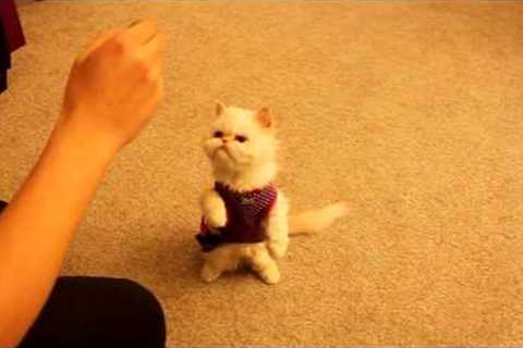 Cat training: Marie learns basic commands