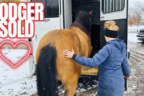 Things Are Chaotic at The Farm! Injuries, Herd Updates, &amp; More…