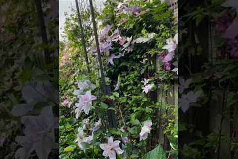 Green Walls, Happy You 🌿🌼🪴💡#gardening #flowers #oasis #plants #naturephotography #garden #diy
