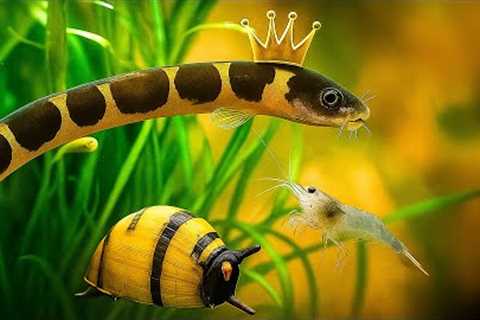 Best Tank Cleaners That REALLY Help - Freshwater Clean Up Crew Ultimate Guide