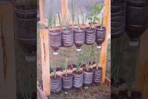 Creating a hanging vegetable garden #garden #roomtogrow #growathome