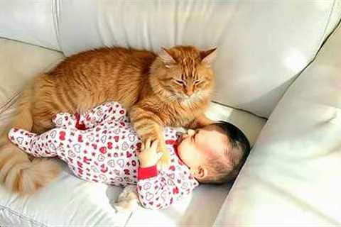 When Cats Prove They're the Best Bodyguards ❤️