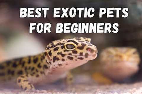 Best Exotic Pets for Beginners | Best Exotic Pets 2025 | Pets and Us