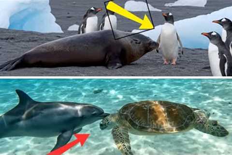 Animals Showing Pure Love ❤️ Friendship Knows No Species