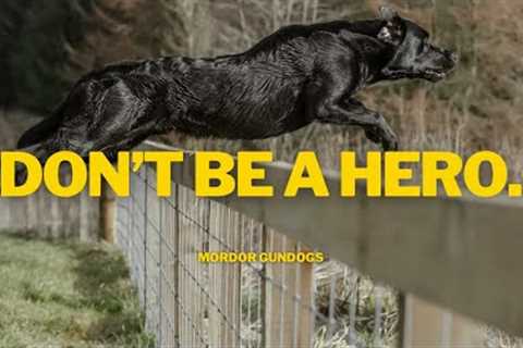 Gundog Training: How To Introduce Your Dog To Jumping