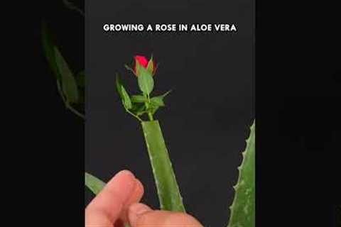 Growing a Rose in Aloe Vera #aloevera #rose #tricks #hack