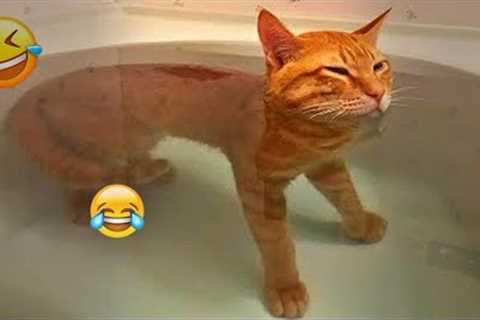 New Funny Cat and Dog Videos 😹🐶 Funniest Animals 🤣 Part 4