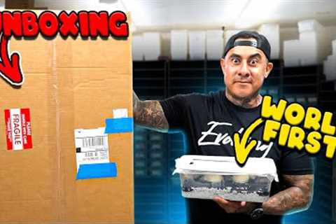 HUGE Unboxing + We Hatched A Worlds First Snake 