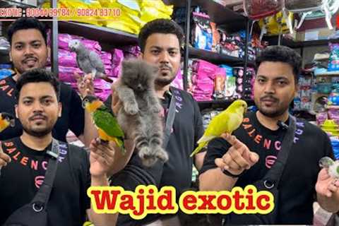 wajid exotic new stock update #exotic #birds #parrot #pets #cats #lovebirds 