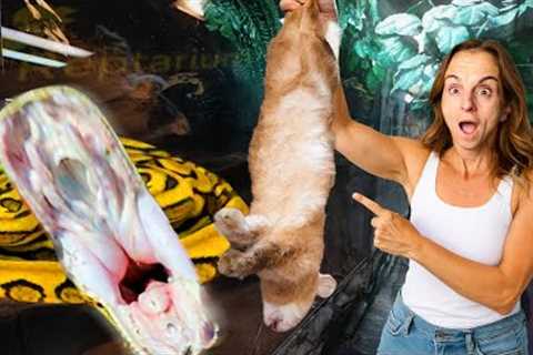 Feeding Giant Snakes and Lizards at My Reptile Zoo!