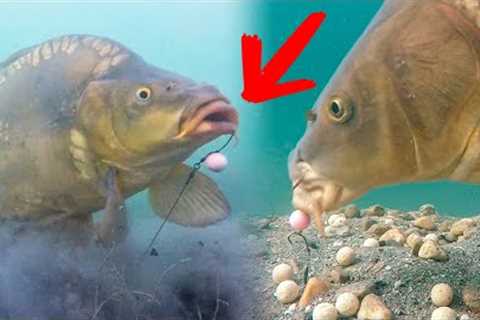 Best moments of underwater fishing in clear lakes