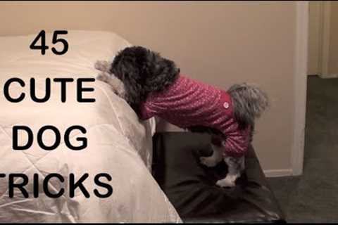 45 CUTE DOG TRICKS