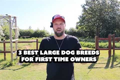 3 Best Large Dog Breeds For First Time Owners