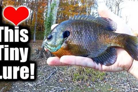 Catching BIG BLUEGILL on My Smallest Bait! (Tiny Lure Fishing)