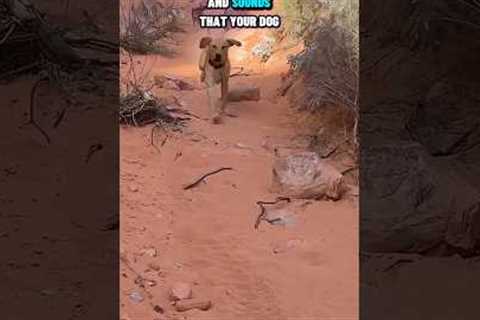 Urban 🌆vs Rural🏔️ Service Dog Training 🐕‍🦺
