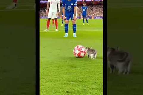 Funny Moment in Football 🤣