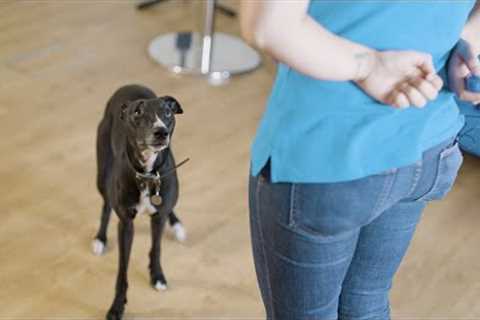 How to Train Your Dog Using a Clicker | The Battersea Way