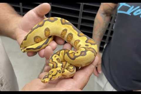 Most Insane Ball Python Collection - Always Evolving 🐍
