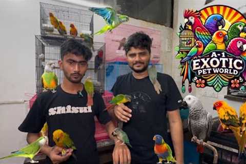 A1 exotic bird shop latest update exotic birds #birds #exotic #pets #birdslover #newmumbai