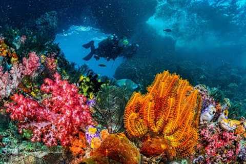 Dive into Adventure: Top 10 US Best Scuba Diving Spots in the US