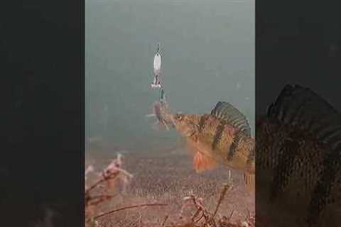 Winter perch fishing | Underwater camera