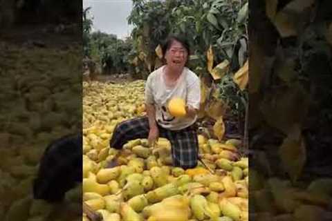 The Spoiled Mango Crisis Explained#shorts #trending