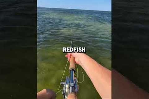 Fly fishing the salt can be a lot of fun #flyfishing #saltwaterfishing #redfish #snook #seatrout