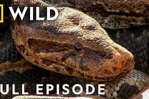 Ranking World's Deadliest Snakes (Full Episode) | Dangerous Encounters | Nat Geo Animals