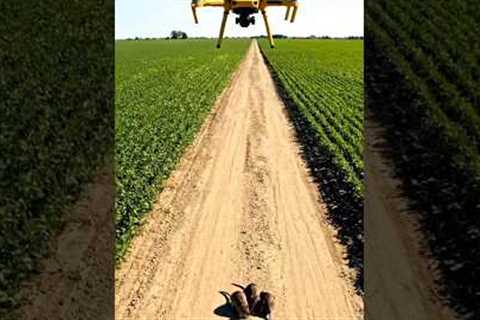 Drone Technology for Rat Control in Agriculture | Modern Farming Solution