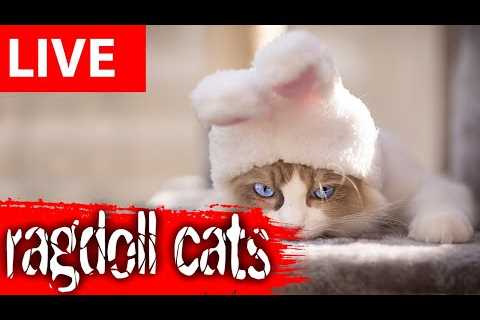 😂 Funny Cats Live | Ragdoll Cat Cam Full of Cute &amp; Silly Moments 🐱