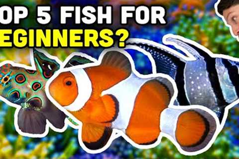 Top 5 Beginner Saltwater Fish from Top Shelf!