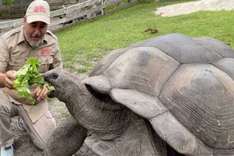 104 YEAR OLD TORTOISE 🐢