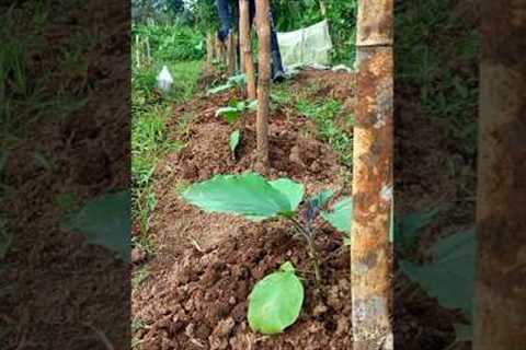 applying fermented fruit juice to our eggplant #farming #garden