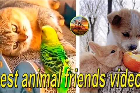 Best animal friends videos.