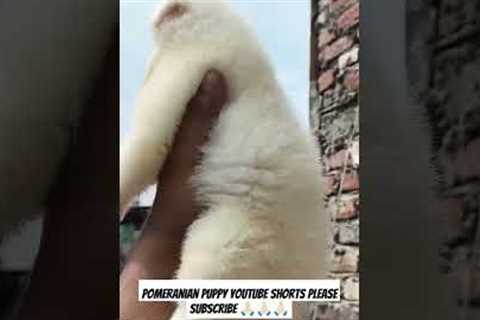 Pomeranian Puppy Training: Tips and Tricks #shorts #trending #doglover #pets #puppy #pomeranian #dog