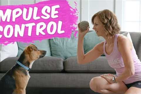 Teach Your Puppy Impulse Control: Impulse Training Drills For Your Dog
