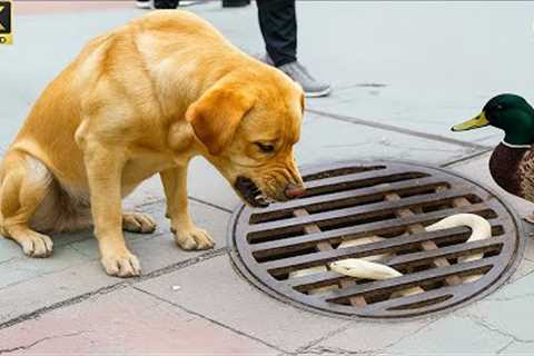 When A Dog Begs for Help to Save a Baby Ducks – Rescuing the Baby Ducks Stuck in the Sewer