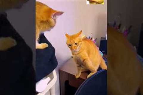 Cat tricks! Funny videos with cats and kittens, #cats, #cats, #kitten, #Funny cats, #jokes