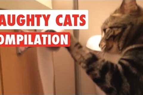 Naughty Cats Video Compilation 2016
