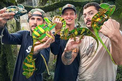 CATCHING EXOTIC WILD LIZARDS IN FLORIDA!