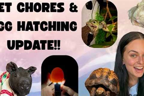 Lots Of Pet Chores &amp; A BIG UPDATE!! 