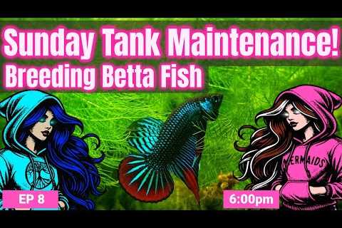 Sunday Tank Maintenance: Aquarium Breeding Betta Fish! EP8 Live Hosted by Brenda and Dina 📱