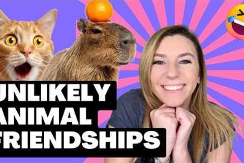 The Most UNBELIEVABLE Animal Friendships (Wholesome Compilation)