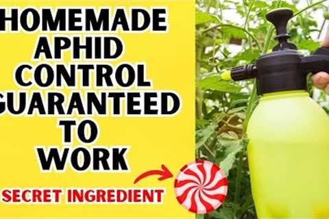 Organic Aphid Control That Has A Tasty Secret Ingredient