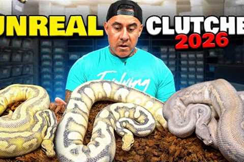 These Snakes Will Make Some Insane Babies