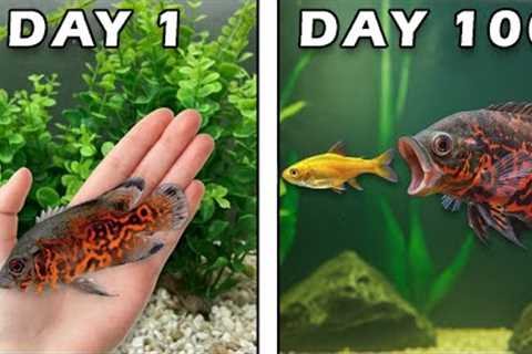 Raising a Tiger Oscar for 100 Days