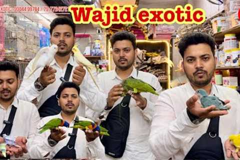 wajid exotic new video exotic birds available in jogeshwari mumbai #exotic #birds #parrot #pets 