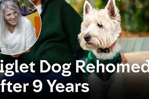 Piglet Dog Transforms Woman's Life | The Dog House 🐶
