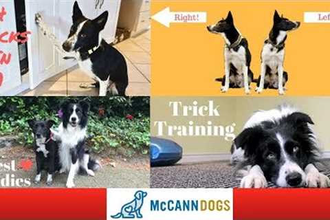 Popular Dog Tricks- Training Videos