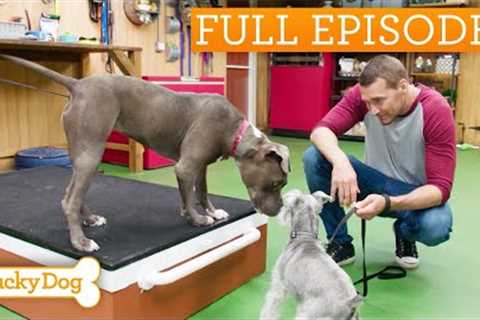 Anxious Pit Bull Learns Socialization Skills | Lucky Dog Double Episode